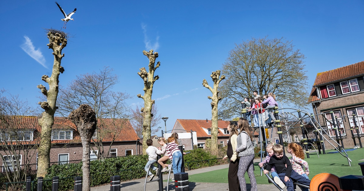 Spanning stijgt rond het bekendste ooievaarsnest van het land, maar kenner heeft slecht nieuws
