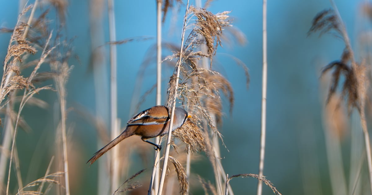 IVN RijnWaal houdt herfstwandeling door Park Lingezegen bij Elst
