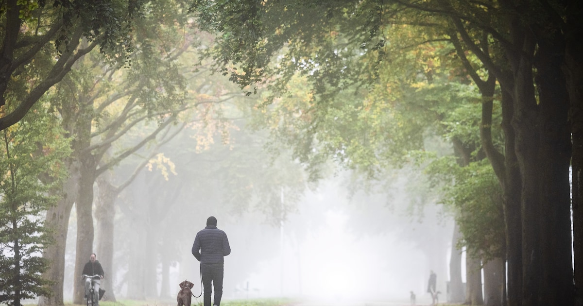 Code geel voor dichte mist op meerdere plaatsen in het land: ‘Minder ...