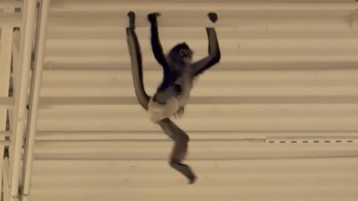 KIJK | Aapje met luier klimt over plafond in Amerikaanse winkel