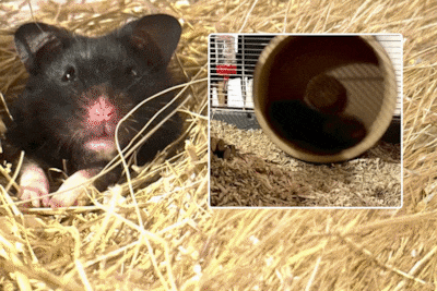 Marathonloper koppelt hamsterwiel aan Strava en gelooft zijn ogen niet: Mollie loopt 70 kilometer per week