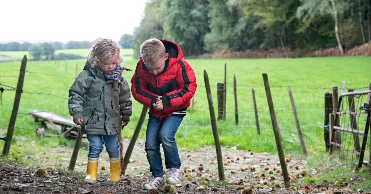 Nederlandse kastanjes? Begin er maar geen handeltje in | Regio | De ...