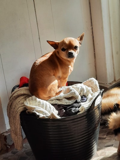 Heb jij Binkie gezien? Dit huisdier wordt in Renkum vermist