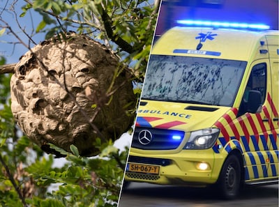 Aanval door hoornaars: medewerker boombedrijf ziet nest in boom niet, krijgt tientallen steken en raakt in shock