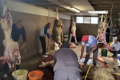 Zeven mannen betrapt op slachten van schapen zonder verdoving op Friese boerderij