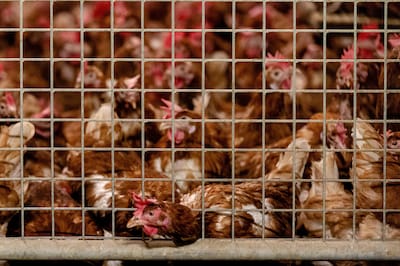 Vogelgriep slaat toe in hart van pluimvee-industrie: ramp voor boeren en straks amper een ei in de supermarkt