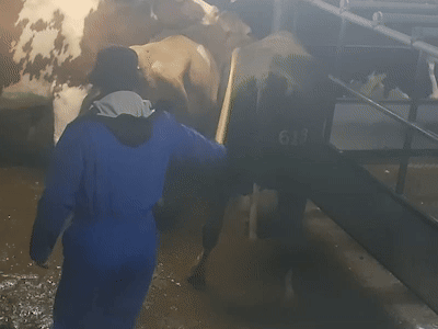 Verborgen camera’s tonen schokkende beelden: koeien opgejaagd en geslagen