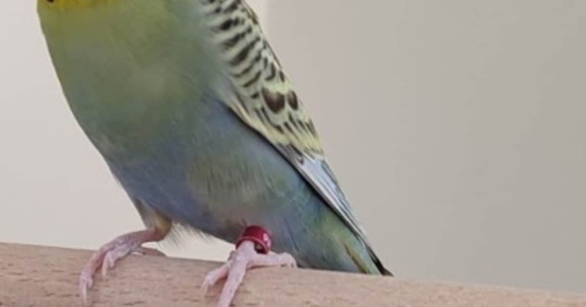 Heb jij Lulu gezien? Dit huisdier wordt in Zutphen vermist