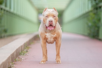 Al meerdere dodelijke incidenten: waarom is de American bully XL in Nederland niet verboden?