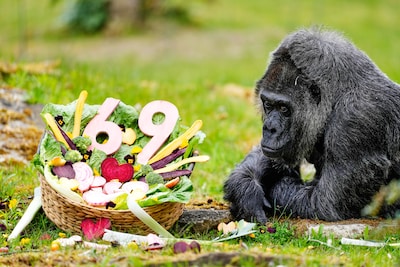 Oudste gorilla ter wereld viert 69e verjaardag in Berlijn