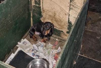 ‘Dieren stonden in eigen uitwerpselen’: 36 teckels weggehaald bij Gelderse fokker