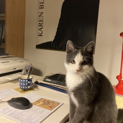 Heb jij Boris, SammyJo of Cooper gezien? Deze 10 huisdieren worden in Arnhem vermist