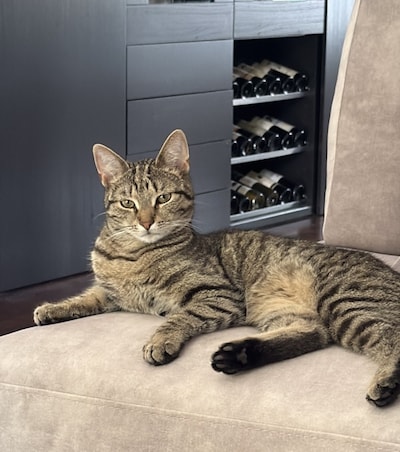 Heb jij Furie, Sneutje of Fozzie gezien? Deze 16 huisdieren worden in Arnhem vermist