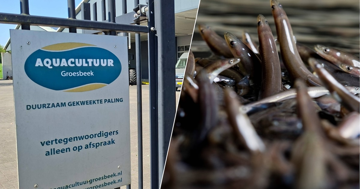Paling uit Breedeweg straks verleden tijd: kwekerij maakt plaats voor caravanstalling zo groot als e