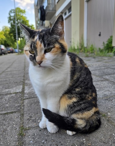 Heb jij Pandora of Smoelie gezien? Deze twee huisdieren worden in Wageningen vermist