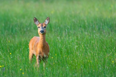 Franse politie zet waarschuwing op sociale media: ‘Pas op voor dronken Bambi’s’