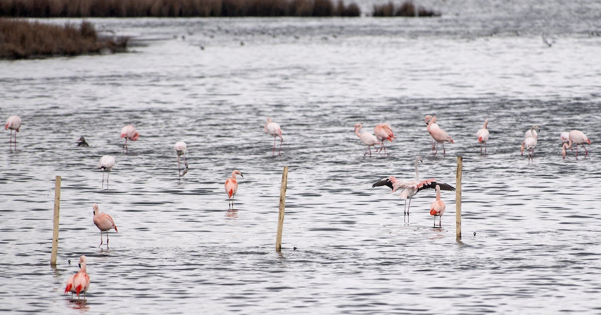 Flamingo’s in Zwillbrock trotseren bloedhete zomers en hongerige vossen: ‘Kletsnatte zomer is even o
