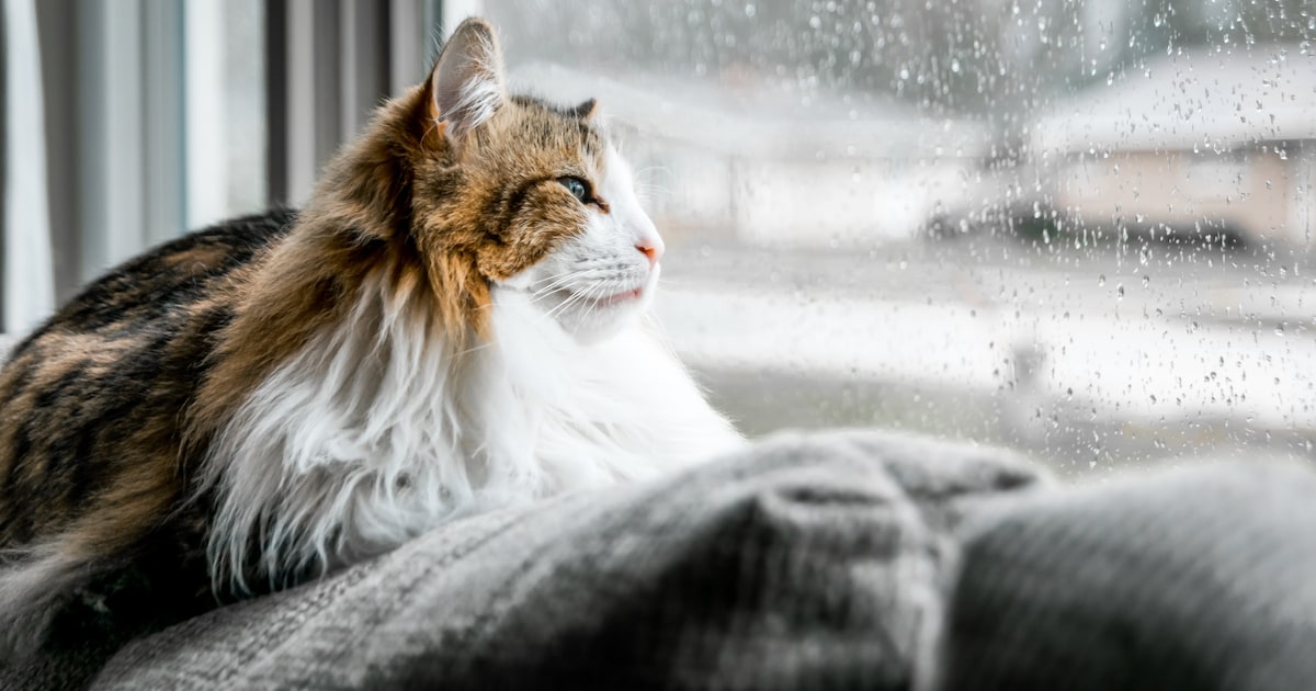 Zwaar bewolkt met weinig ruimte voor opklaringen in Aalten in de nacht