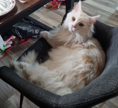 Heb jij Penny of Aslan gezien? Deze twee huisdieren worden in Utrechtse Heuvelrug vermist