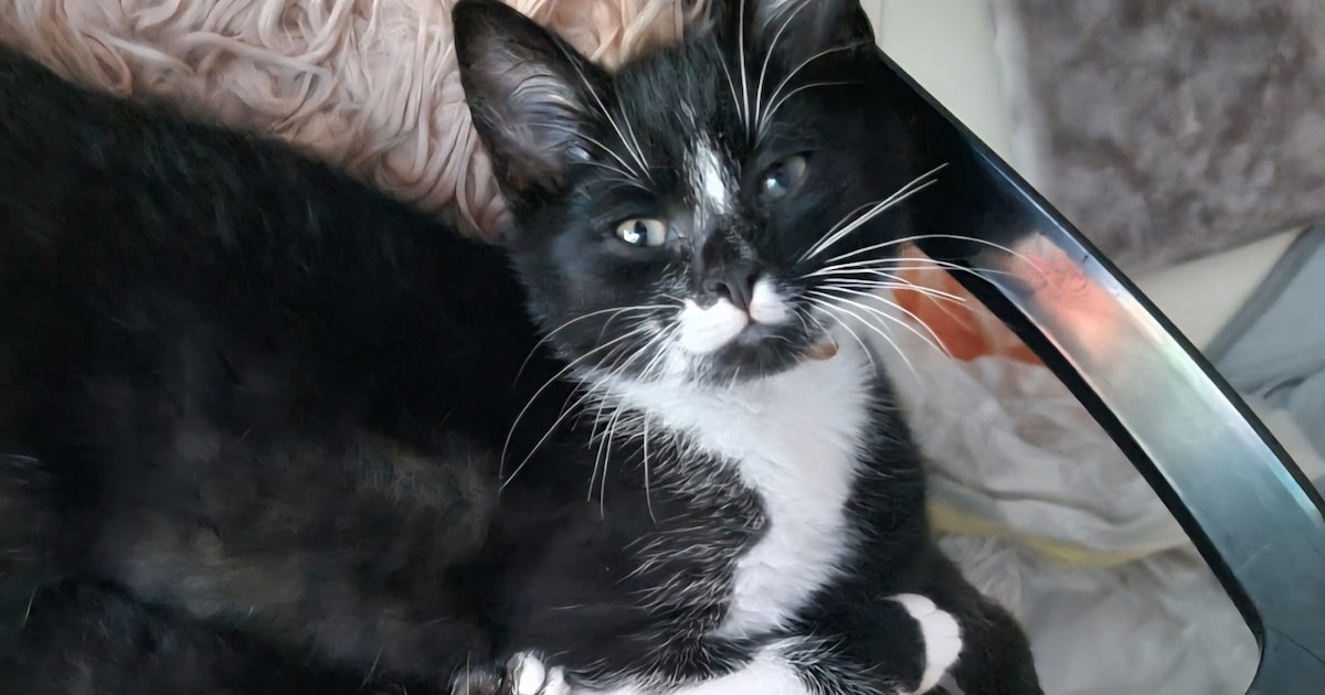 Heb jij Louis gezien? Dit huisdier wordt in Wijchen vermist