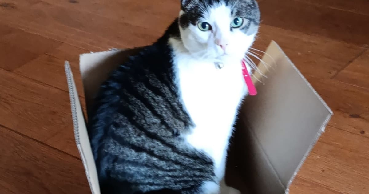 Heb jij Growie of Marley gezien? Deze twee huisdieren worden in Gennep vermist