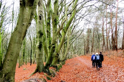 IVN Oost-Veluwezoom wandelt bij Rheden