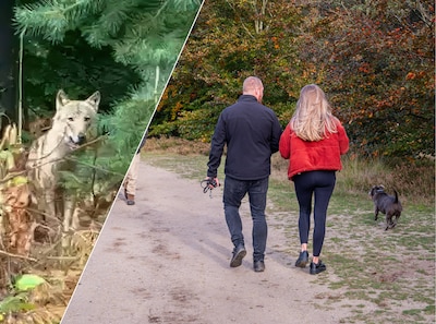 Tijd tikt voor jagers die probleemwolf Bram moeten doden: hij loopt na drie maanden nog altijd rond in het bos