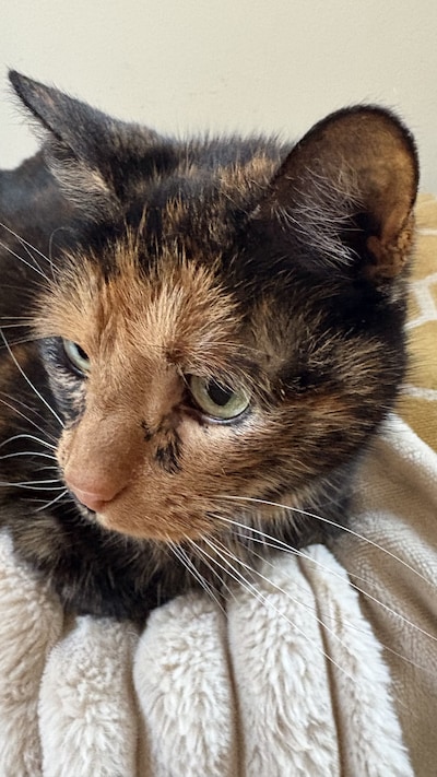 Heb jij Pita gezien? Dit huisdier wordt in West Maas en Waal vermist