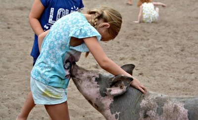Een kijkje in de stal: deze varkensboerderij vlak bij Ede zet de deuren open