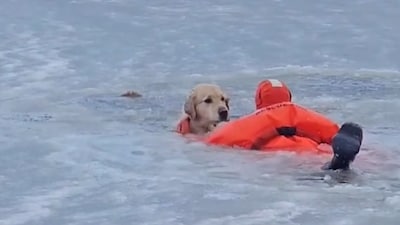 Amerikaanse brandweerman redt hond uit bevroren meer: ‘Hij gaf geen kik’