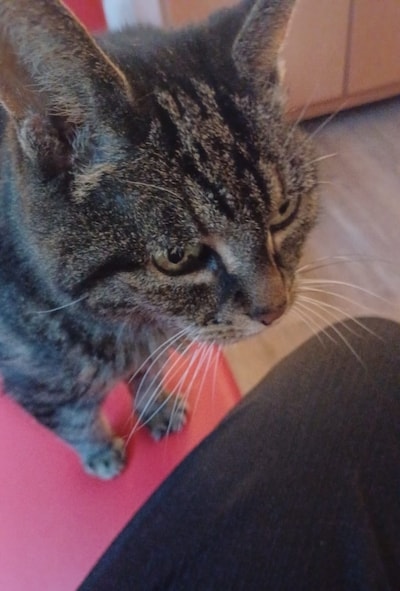 Heb jij Minoes of Pip gezien? Deze twee huisdieren worden in Renkum vermist
