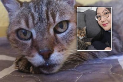 Met dank aan de bosbranden bij Bordeaux: vermiste kater Mozart is na 17 jaar weer terecht