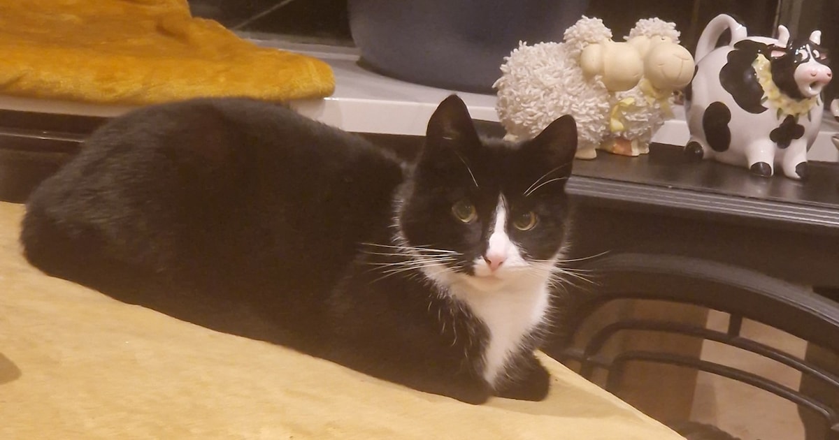 Heb jij Minty gezien? Dit huisdier wordt in Renkum vermist