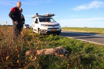 Wederom wolf doodgereden: derde in twee weken tijd