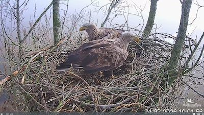 Romcom in een koolmeesnest: '2 miljoen mensen zaten naar broedende vogels te kijken’