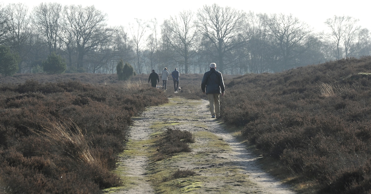 Winterwandeling in Staatsbossen Sint Anthonis