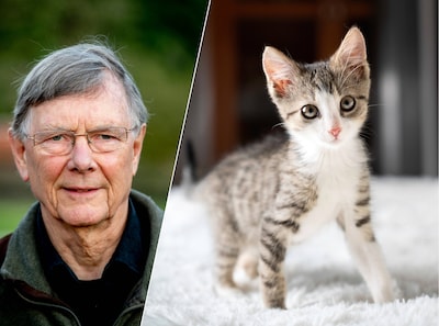 Nu ook kitten dood door vogelgriep: 'Dit is niet het begin, we zitten er middenin'