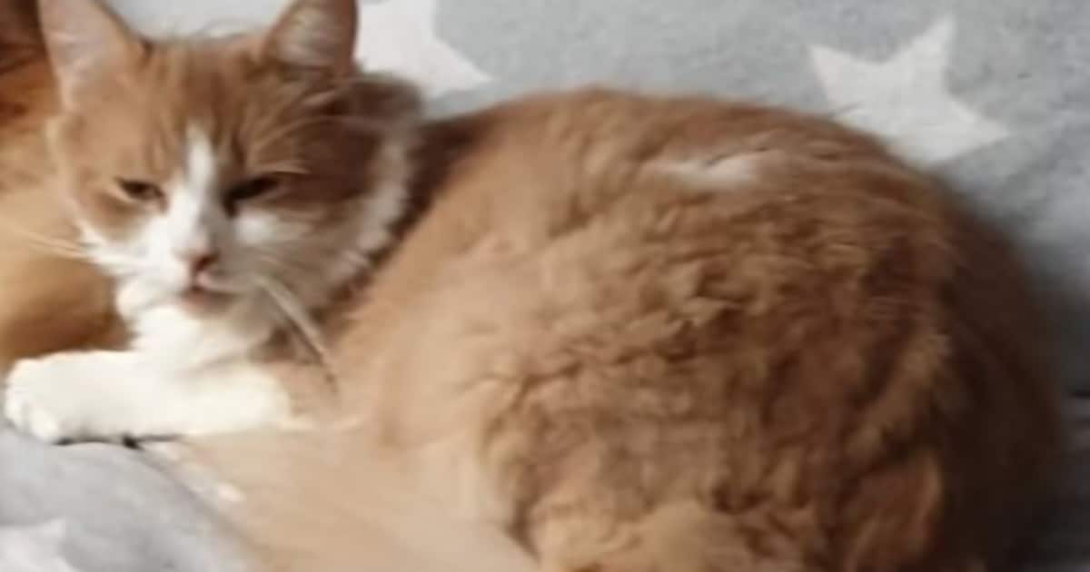 Heb jij Kay gezien? Dit huisdier wordt in Neder-Betuwe vermist
