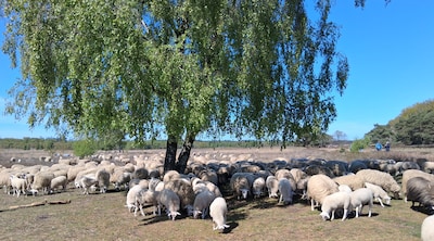 Voorjaarswandelingen op de Ginkelse heide in Ede