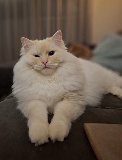 Heb jij Bob gezien? Dit huisdier wordt in Winterswijk vermist