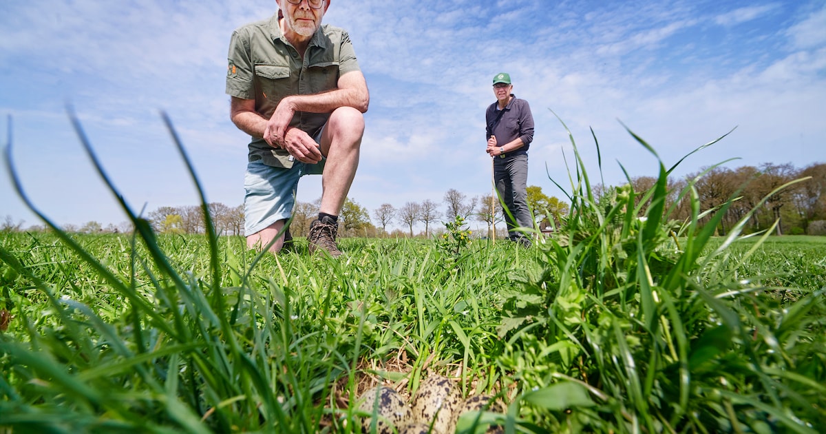 Henry (68), Tom (70) en Harry (67) speuren akkers af naar kievitsnesten: ‘De vogels kunnen het tempo