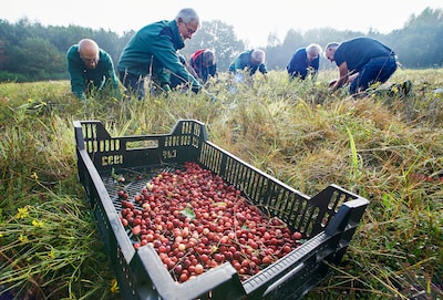 Zure bes op de kersttafel biedt oplossing tegen klimaatverandering en bodemdaling