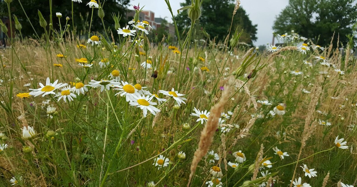 Zaaiactie in Gendt op Nationale Zaaidag