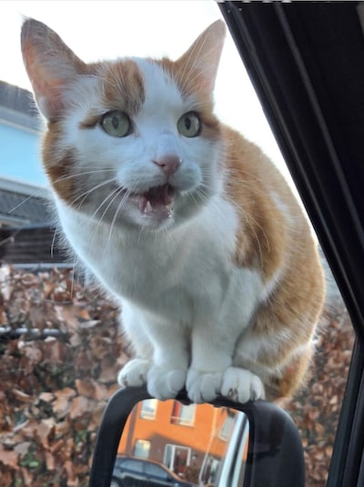 Heb jij Bartje of Pimmetje gezien? Deze twee huisdieren worden in Duiven vermist