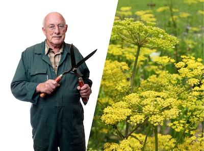 Deze planten en bollen zijn dankzij hun nectar echte insectenmagneten