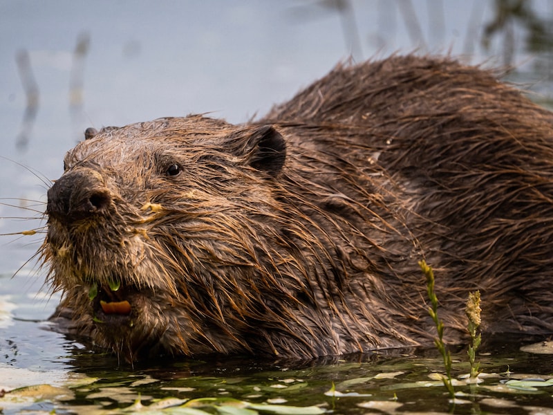 Familie doet gekke ontdekking, ineens zwemt er een bever van 17 kilo in ...