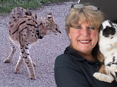 Wat moet je doen als je een serval tegenkomt? Marja van de dierenambulance geeft antwoord