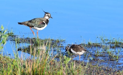 Wandeling natuur en cultuurhistorie bij Engbergen