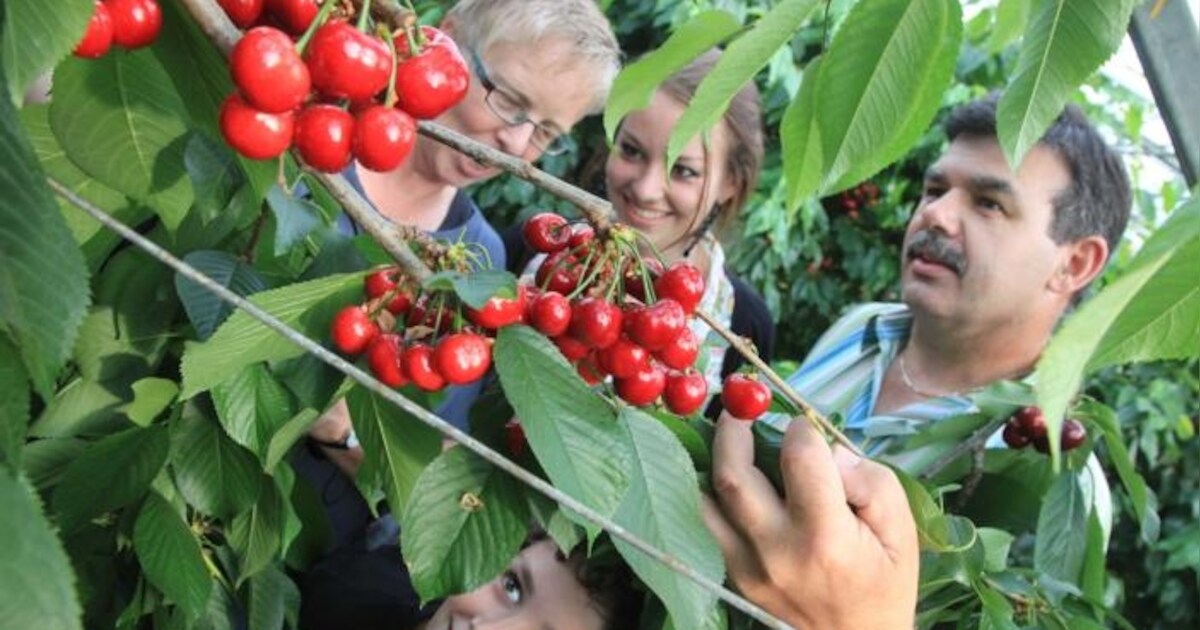 Kers in de kas is 'n kassucces