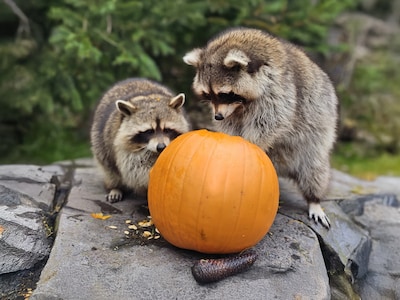 Wildlands Adventure Zoo Emmen